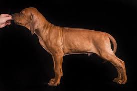Kusa registered rhodesian ridgeback puppies for sale. Rhodesian Ridgeback For Sale In The City Of Sillamae Estonia Price Negotiated Announcement 3912