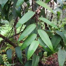 Image result for Smilacaceae