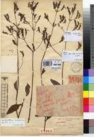 Image result for Aeollanthus pubescens