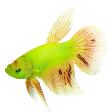 Betta fish may be small and can live in small tanks. Glofish Electric Green Premium Male Betta Fish Fish Goldfish Betta More Petsmart