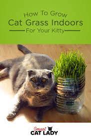 How To Grow Cat Grass Indoors For Your Kitty Cat Grass Cat Care Tips Cat Care