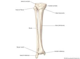 Fibula Fibula Latin Brooch Outer Of Two Bones Of The Lower Leg Or Hind Limb Presumably So N Human Body Bones Anatomy Bones Human Anatomy And Physiology