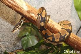 Ich überlege mir nun seit ner gewissen zeit mir eine schlange anzuschaffen. Schlangen Im Wohnzimmer Reptilien Als Treue Haustiere Onetz