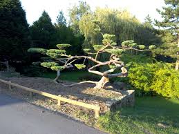 La chine a désormais administré plus d'un milliard de doses de. Juniperus Niwaki Arbre En Nuages Avant Et Apres Taille Japonaise Tradition Taille Japonaise A Domicile Vannes 56 Jardin Japonais Deco Jardin Bonsai Genievre