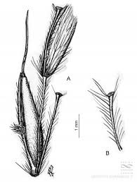 Image result for Sorghastrum stipoides