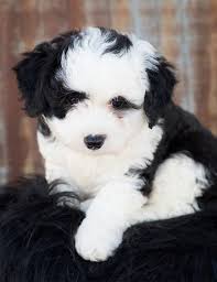 Reserve your spot on our goldendoodle wait lists! Sheepadoodle The Old English Sheepdog Poodle Mix Breed