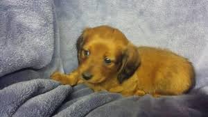 Dachshund buffalo, akc miniature dachshund puppies for sale has received first shots, dewormed and and health visit by vetenarian. Adorable Miniature Dachshund Puppies For Sale In Fort Wayne Indiana Classified Americanlisted Com