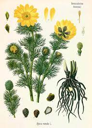 Sono piante diffuse in tutto il bacino mediterraneo. Rizomatose Adonide Adonis Spp