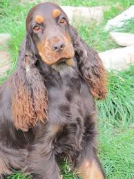 Pin Von Volker Happe Auf Cockers And Springers Welpen Cocker Spaniel Cockerspaniel Englischer Cocker Spaniel