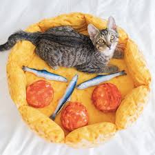 Some tuna now and then probably won't hurt. How To Get Your Cat To Actually Use Their Cat Bed Meowingtons