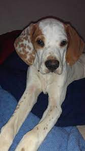 Pin By Mona R On Diesel English Pointer English Pointer Puppy Pointer Dog German Shorthaired Pointer