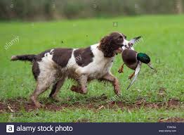 Black And White English Springer Spaniel Hunting English Springer Spaniel Retrieving A Duck Stock Photo 90868886 Alamy Springer Spaniel English Springer Spaniel English Springer