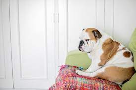 Is Your Dog S Stomach Making Noises What Vets Say That Means
