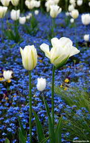 Bieten stellplätze am britzer garten an. Tulipan Im Britzer Garten Berlingarten