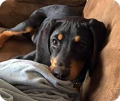 Black And Tan Coonhound For Sale In Michigan Farmington Hills Mi Black And Tan Coonhound Meet Elvis A Puppy For Adoption Http Www Adoptapet Com Pet 17624654 F Coonhound Boxer Dogs Boxer Dogs Funny
