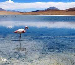 A seemingly endless landscape of pure salt stretches far across bolivia. Perla De Bolivia Salt Flats Tour Uyuni 3 Days Transfer To Chile
