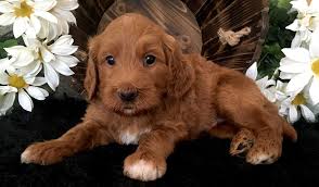 What is an overview of goldendoodle puppies for sale in michigan. Red Goldendoodle Puppies In Michigan By Brooke View Doodles Red Mini Goldendoodles