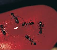 Argentine Ants Agriculture And Food Argentine ants are readily adaptable and can nest in a great variety of places.
