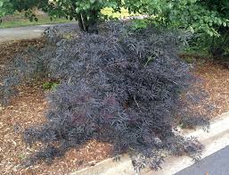 Lemony lace from proven winners produceslemony lace from proven winners produces big clusters of white flowers before the finely dissected, cheery gold foliage emerges. Sambucus Nigra Black Elder Elder Elderberry European Elderberry North Carolina Extension Gardener Plant Toolbox