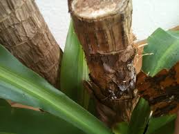 Im hellozurichshop gibt es nur die besten produkte aus der region zürich. Hilfe Bei Meiner Palme Palmen Pflanzenforum