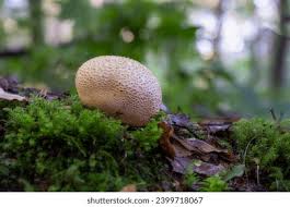 Image result for Scleroderma aurantium