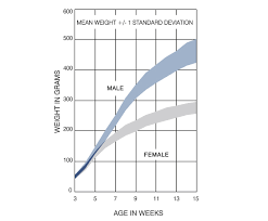 Rat Growth Chart Goldenacresdogs Com