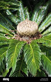 Image result for Cycas thouarsii