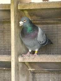 Most Expensive Pigeon Blue Prince A Highly Pedigreed Racing Pigeon