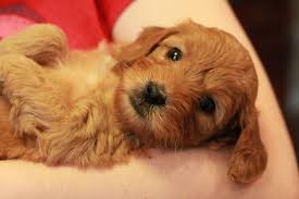 As the breeder, ohio goldendoodle reserves the right to keep any puppy from any litter to add to our program. Red Goldendoodle Puppy For Sale Red Collar Girl Nicknamed Lyric Goldendoodle Breeder Ny Goldendoodle Puppies Ny Mini Sheepadoodle Puppies Doodles By River Valley Doodle Puppies