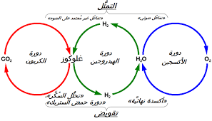 دورة الهيدروجين Wikiwand
