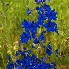 Maybe you would like to learn more about one of these? Delphinium G Summer Nights Larkspur Estabrook S