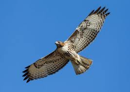 Check spelling or type a new query. Hawk Symbolism Meaning The Hawk Spirit Animal Uniguide