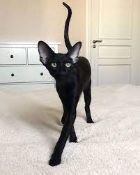 It is also called a foreign type cat.this cat combines the siamese body with a diversity of colorings and patterns. If You Re All About Celebrating The Halloween Season You Ll Definitely Look More Festive With At Least One Black Cat P Cute Cats And Kittens Cute Animals Cats