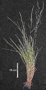 Image result for Eragrostis heteromera