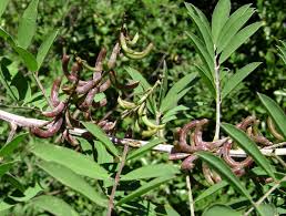 Image result for Indigofera lupatana