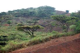 Image result for Acacia abyssinica