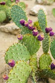 Cactus · album · 2013 · 8 songs. 510 Cactus Ideas In 2021 Cactus Cactus Art Cacti And Succulents