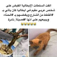 pin by صوت وصورة hd on صوت وصورة hd hamster animals