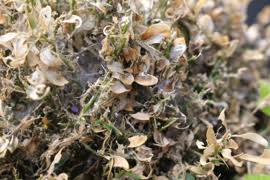 Image result for caterpillar box tree moth inside buxus plant