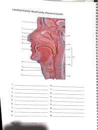 Names for modified nasal integument in different species. Solved Labeling Activity Nasal Cavity Pharynx Larynx Chegg Com