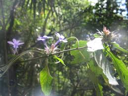 Image result for Microcharis welwitschii