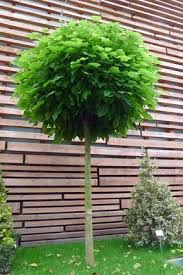 Planen Sie Den Ballbaum Ballbaum Planen Garden Planning Garden Trees Backyard Landscaping
