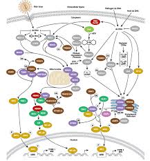 Overview Of Immunology Cell Signaling Technology