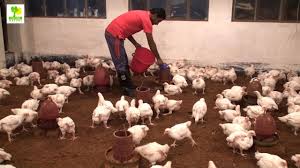 Compatible with all office suites. Poultry Farming Chicken Farm Business Plan Is A Great Source Of Employment And Income Youtube