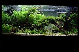 Planted Tank Aquascaping Goruntuler Ile Akvaryum Bitki