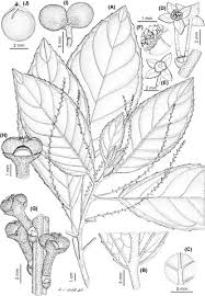 Image result for Crotonogynopsis australis