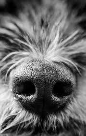 Sniff Cute Black And White Dog Nose Macro Terrier By Sarah Bourque Black And White Dog Animal Photography White Dogs