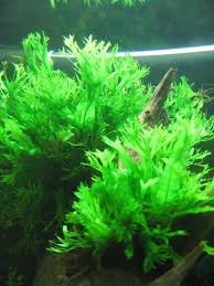 Java fern, tanaman yang mudah tumbuh beberapa jenis moss: Pin On Water Gardens