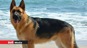 Convaincre le romancier de divorcer de son épouse av. Le Premier Chien Teste Positif Au Coronavirus Aux Etats Unis Est Mort Defimedia