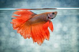 How To Care For Siamese Fighting Fish Betta Fish